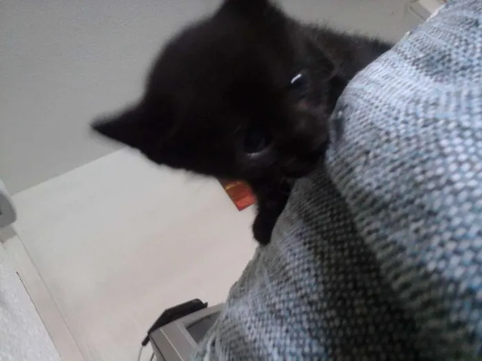 Gato ra a Sem raça idade Abaixo de 2 meses nome Sem Nome