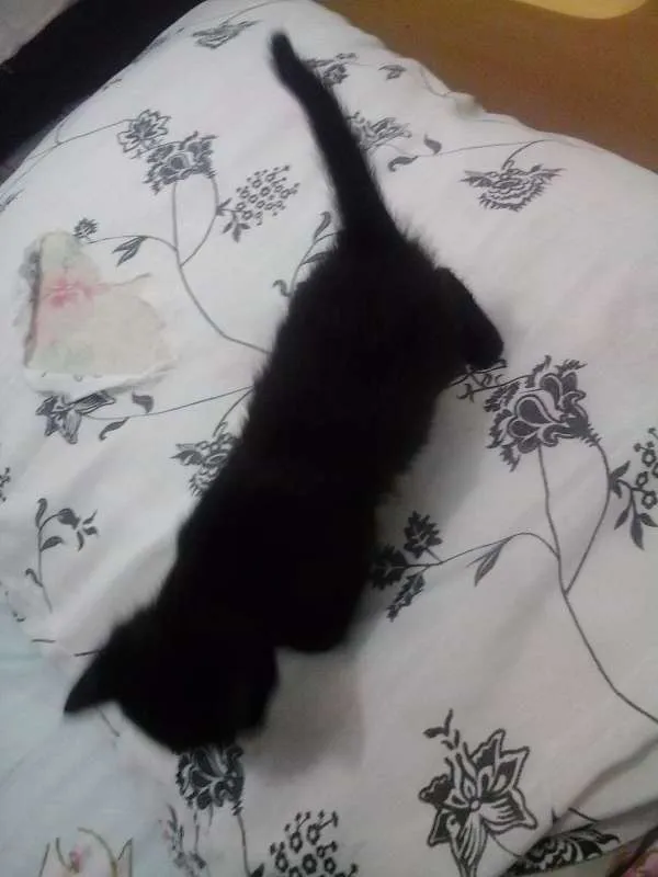 Gato ra a Sem raça idade Abaixo de 2 meses nome Sem Nome