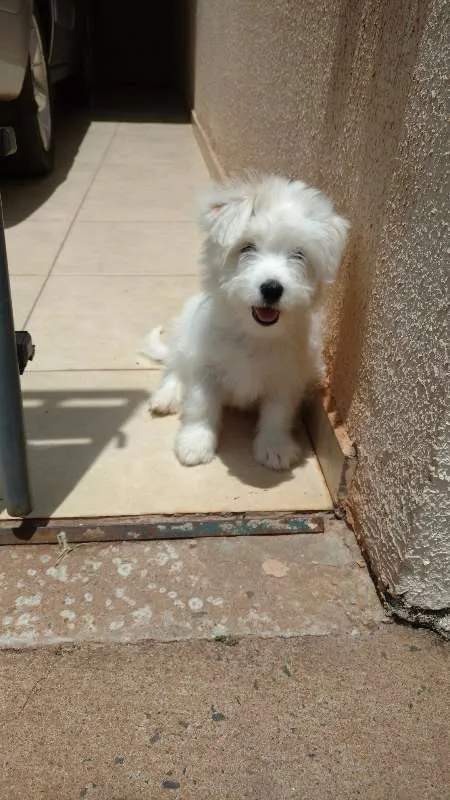 Cachorro ra a Shitzu idade 2 a 6 meses nome Bidu