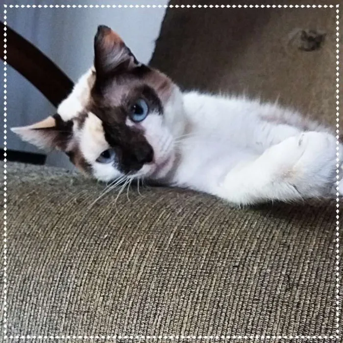 Gato ra a sialatas idade 2 anos nome Frida e Margô