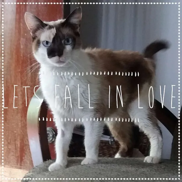 Gato ra a sialatas idade 2 anos nome Frida e Margô