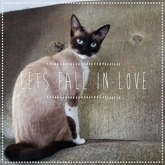 Gato ra a sialatas idade 2 anos nome Frida e Margô
