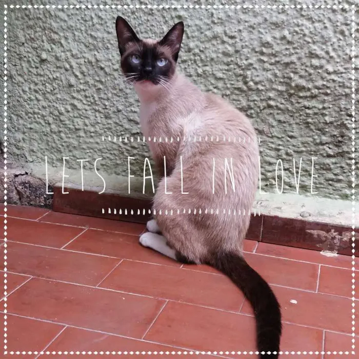 Gato ra a sialatas idade 2 anos nome Frida e Margô