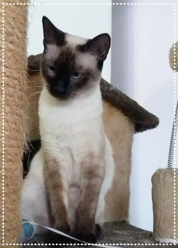 Gato ra a srd idade 7 a 11 meses nome Lisa