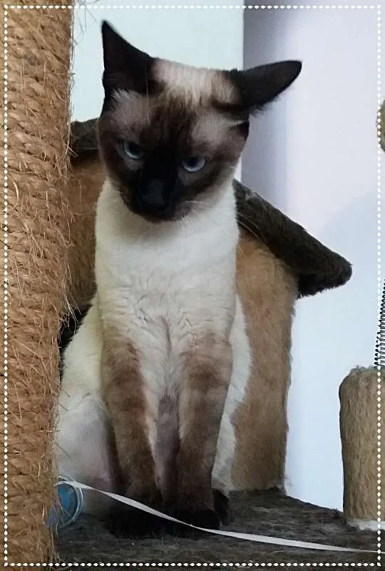 Gato ra a srd idade 7 a 11 meses nome Lisa