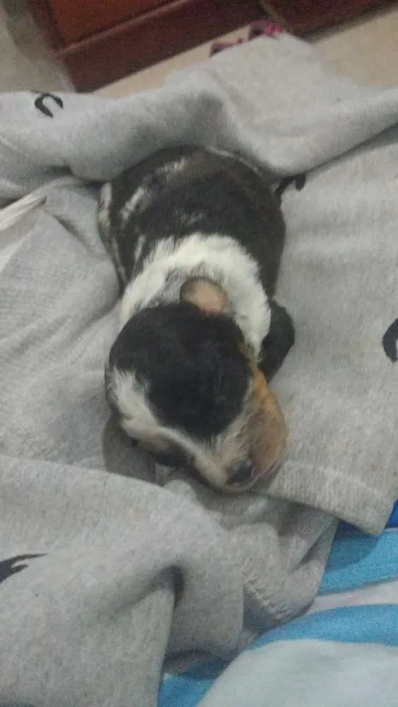 Cachorro raça Vira-lata  idade Abaixo de 2 meses nome Kloe