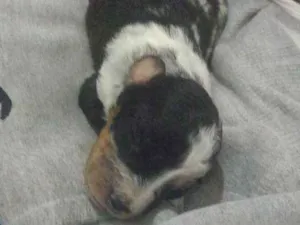 Cachorro raça Vira-lata  idade Abaixo de 2 meses nome Kloe