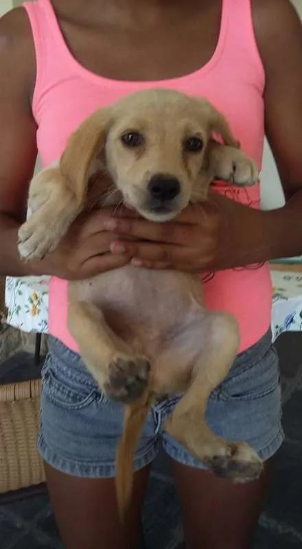 Cachorro ra a VIRA LATA idade 2 a 6 meses nome DOCINHOS DE COCO