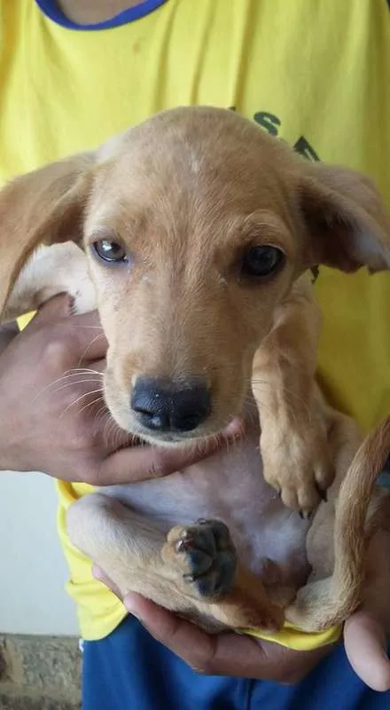 Cachorro ra a VIRA LATA idade 2 a 6 meses nome DOCINHOS DE COCO