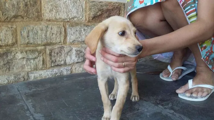 Cachorro ra a VIRA LATA idade 2 a 6 meses nome DOCINHOS DE COCO