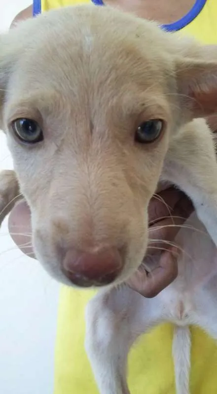Cachorro ra a VIRA LATA idade 2 a 6 meses nome DOCINHOS DE COCO