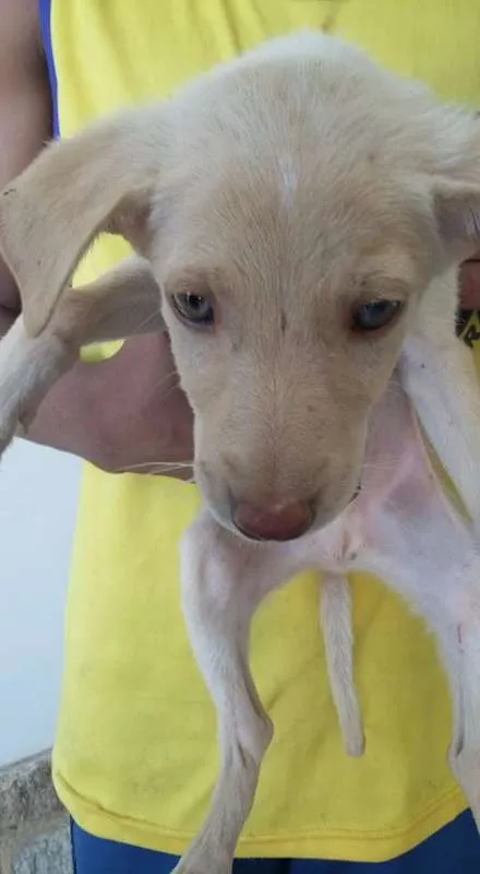 Cachorro ra a VIRA LATA idade 2 a 6 meses nome DOCINHOS DE COCO