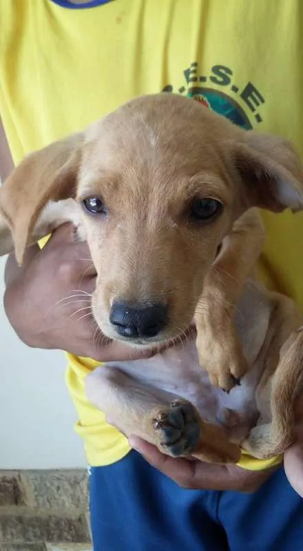 Cachorro ra a VIRA LATA idade 2 a 6 meses nome DOCINHOS DE COCO