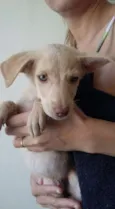 DOCINHOS DE COCO