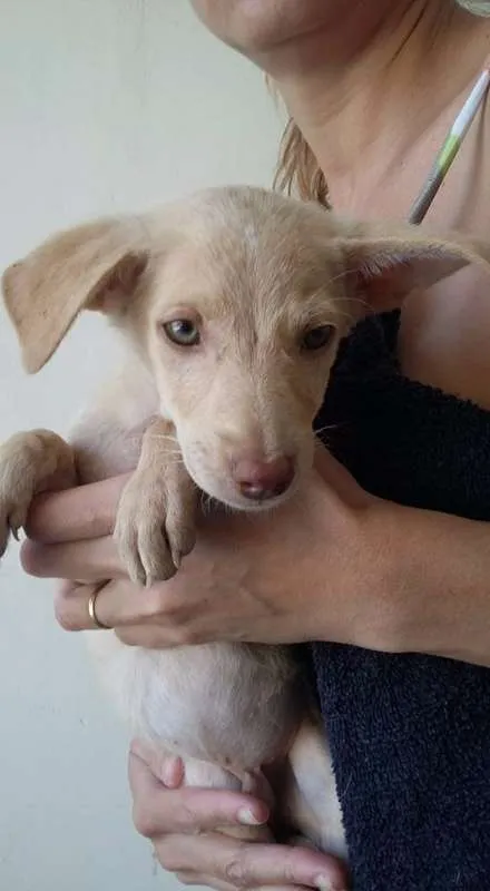 Cachorro ra a VIRA LATA idade 2 a 6 meses nome DOCINHOS DE COCO