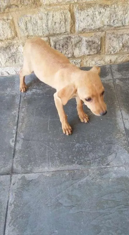 Cachorro ra a VIRA LATA idade 2 a 6 meses nome DOCINHOS DE COCO