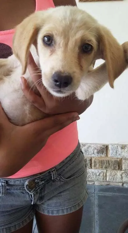 Cachorro ra a VIRA LATA idade 2 a 6 meses nome DOCINHOS DE COCO
