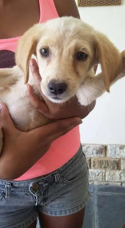 Cachorro ra a VIRA LATA idade 2 a 6 meses nome DOCINHOS DE COCO