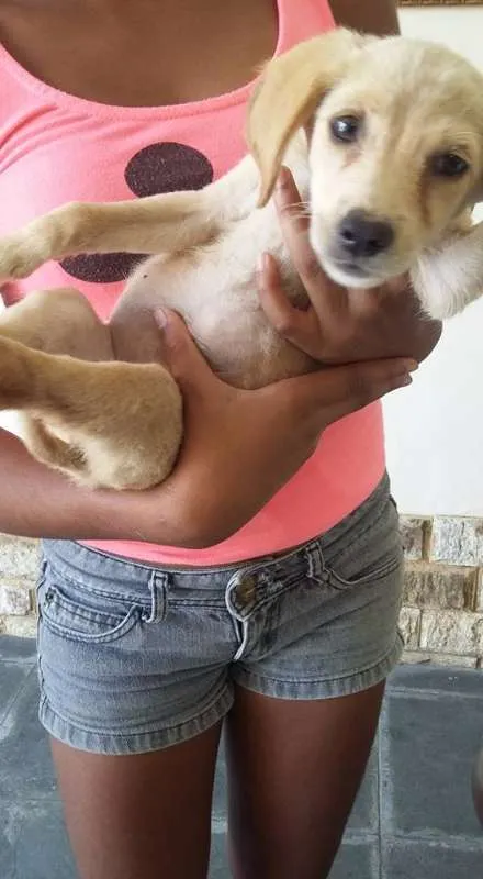 Cachorro ra a VIRA LATA idade 2 a 6 meses nome DOCINHOS DE COCO