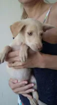 DOCINHOS DE COCO