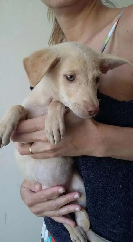 Cachorro ra a VIRA LATA idade 2 a 6 meses nome DOCINHOS DE COCO