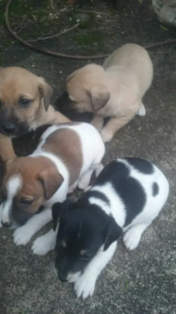 Cachorro raça SRD idade Abaixo de 2 meses nome Filhotes SRD