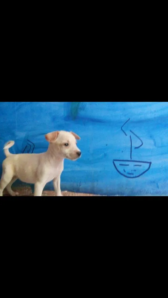 Cachorro raça SRD idade Abaixo de 2 meses nome Filhotes SRD