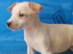 Cachorro raça SRD idade Abaixo de 2 meses nome Filhotes SRD