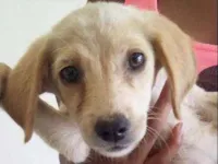 Cachorro raça VIRA LATA idade 2 a 6 meses nome DOCINHOS DE COCO