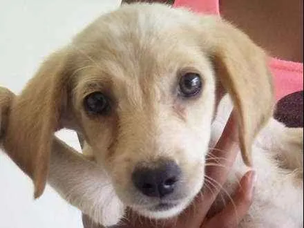 Cachorro ra a VIRA LATA idade 2 a 6 meses nome DOCINHOS DE COCO
