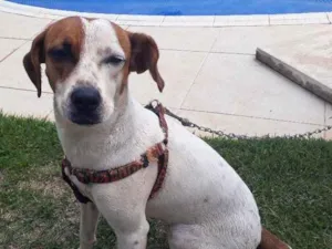 Cachorro raça Raça não definida  idade 1 ano nome Linda