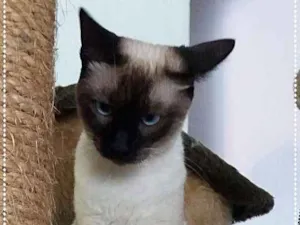 Gato raça srd idade 7 a 11 meses nome Lisa