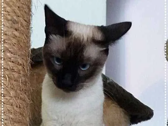 Gato ra a srd idade 7 a 11 meses nome Lisa
