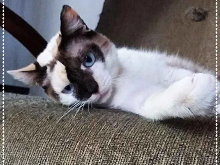 Gato ra a sialatas idade 2 anos nome Frida e Margô