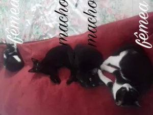 Gato raça  idade 2 a 6 meses nome não tem nome