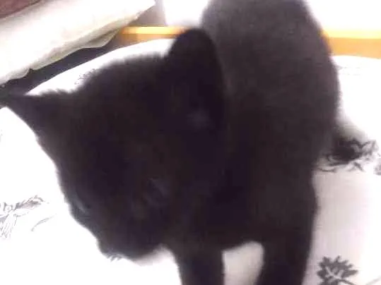 Gato ra a Sem raça idade Abaixo de 2 meses nome Sem Nome