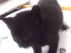 Gato raça Sem raça idade Abaixo de 2 meses nome Sem Nome