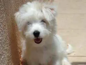 Cachorro raça Shitzu idade 2 a 6 meses nome Bidu