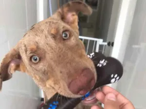 Cachorro raça Vira-lata idade 2 a 6 meses nome Eros