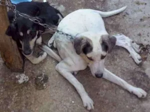 Cachorro raça mestiço idade 3 anos nome Não sei