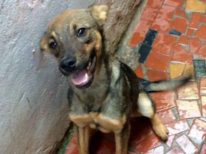 Cachorro ra a SRD idade 7 a 11 meses nome Billy