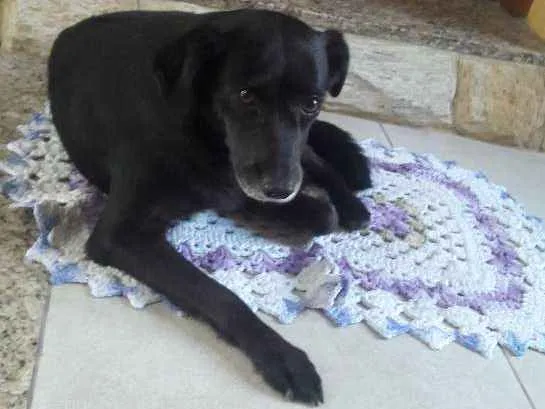 Cachorro ra a SRD idade 4 anos nome Sem nome