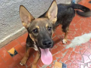 Cachorro raça SRD idade 7 a 11 meses nome Sultão