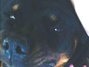 Cachorro raça Rotteweiler idade 3 anos nome Thor