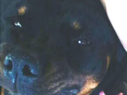 Cachorro raça Rotteweiler idade 3 anos nome Thor