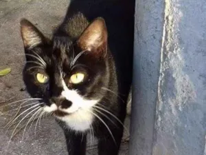 Gato raça sem raça definida idade 1 ano nome Leona