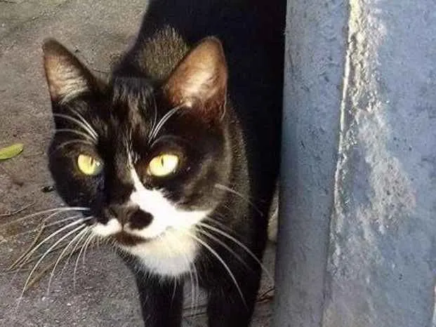 Gato ra a sem raça definida idade 1 ano nome Leona
