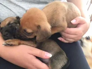 Cachorro raça SRD idade Abaixo de 2 meses nome Romeu e Julieta