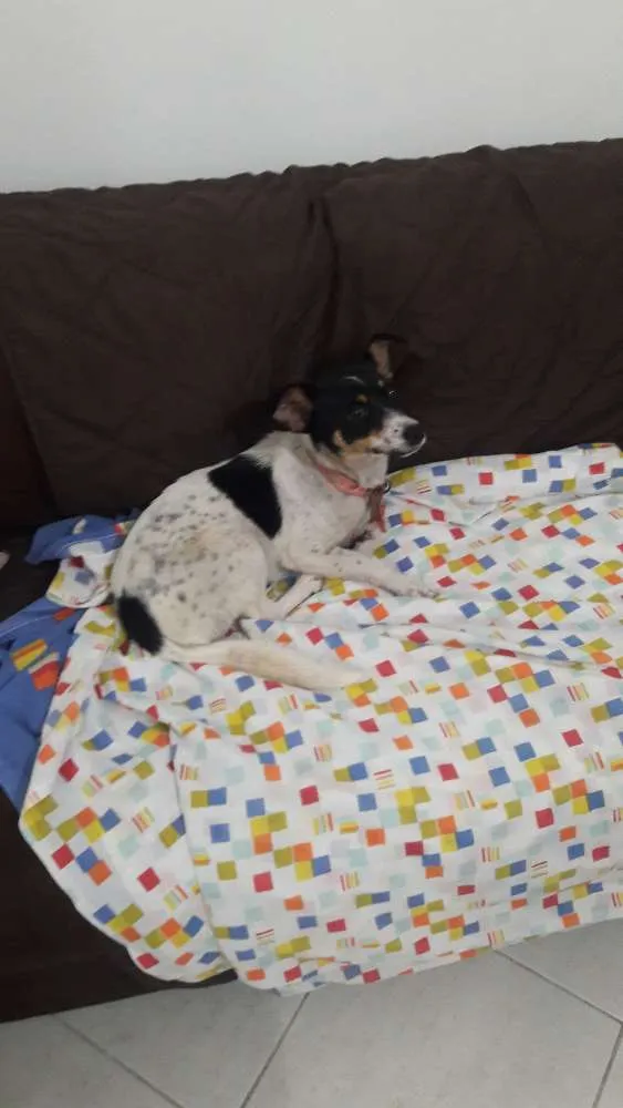 Cachorro ra a Srd idade  nome Não tinha identifica