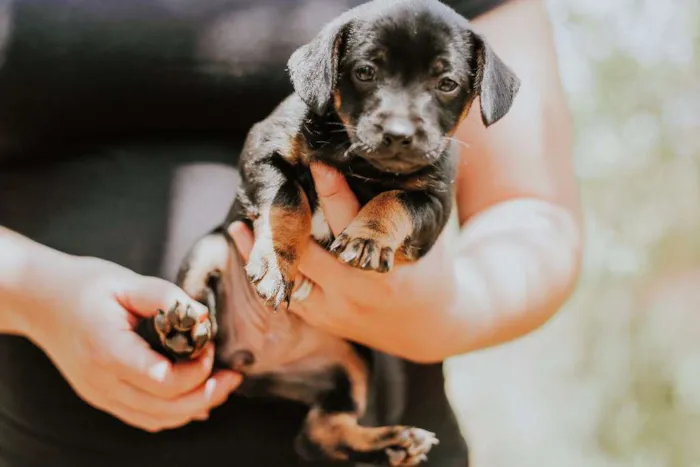 Cachorro ra a SRD idade 2 a 6 meses nome Sem nome
